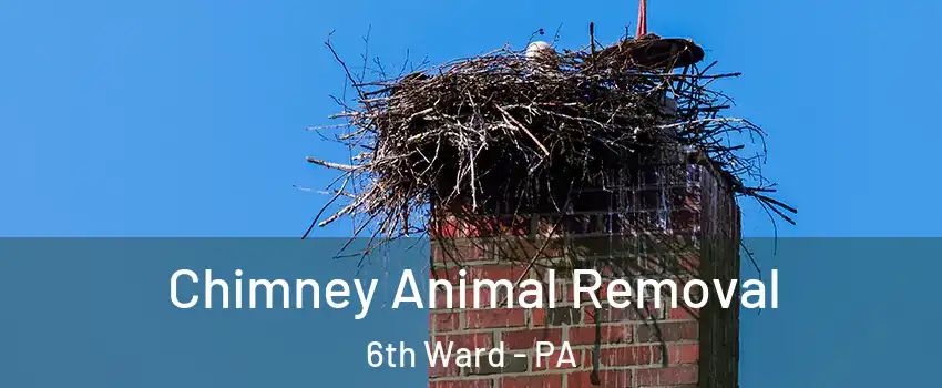 Chimney Animal Removal 6th Ward - PA