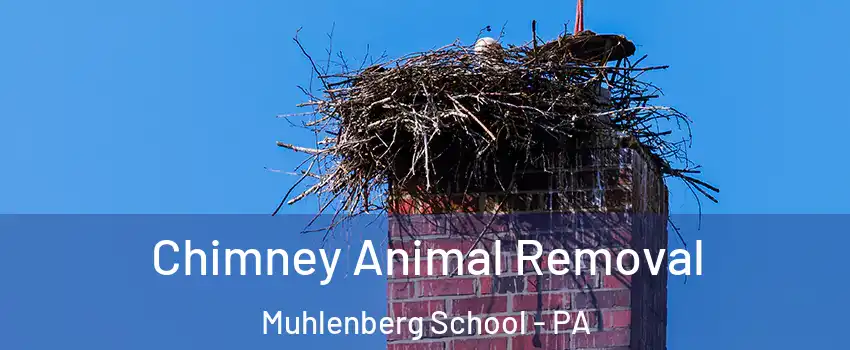 Chimney Animal Removal Muhlenberg School - PA