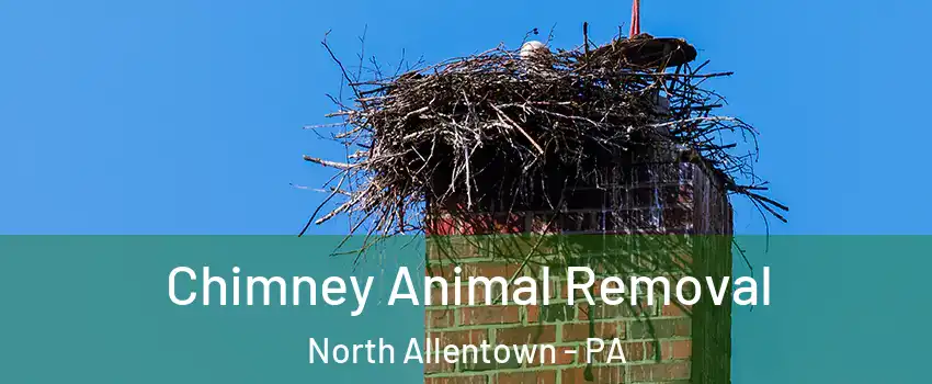 Chimney Animal Removal North Allentown - PA