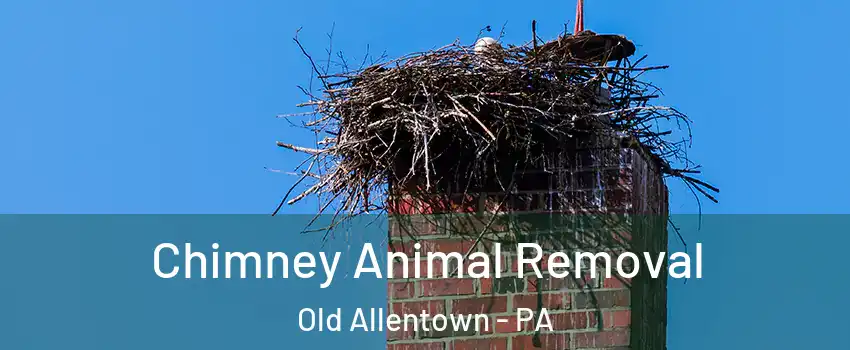 Chimney Animal Removal Old Allentown - PA