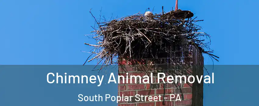 Chimney Animal Removal South Poplar Street - PA