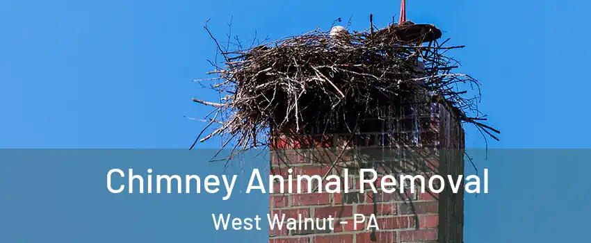 Chimney Animal Removal West Walnut - PA